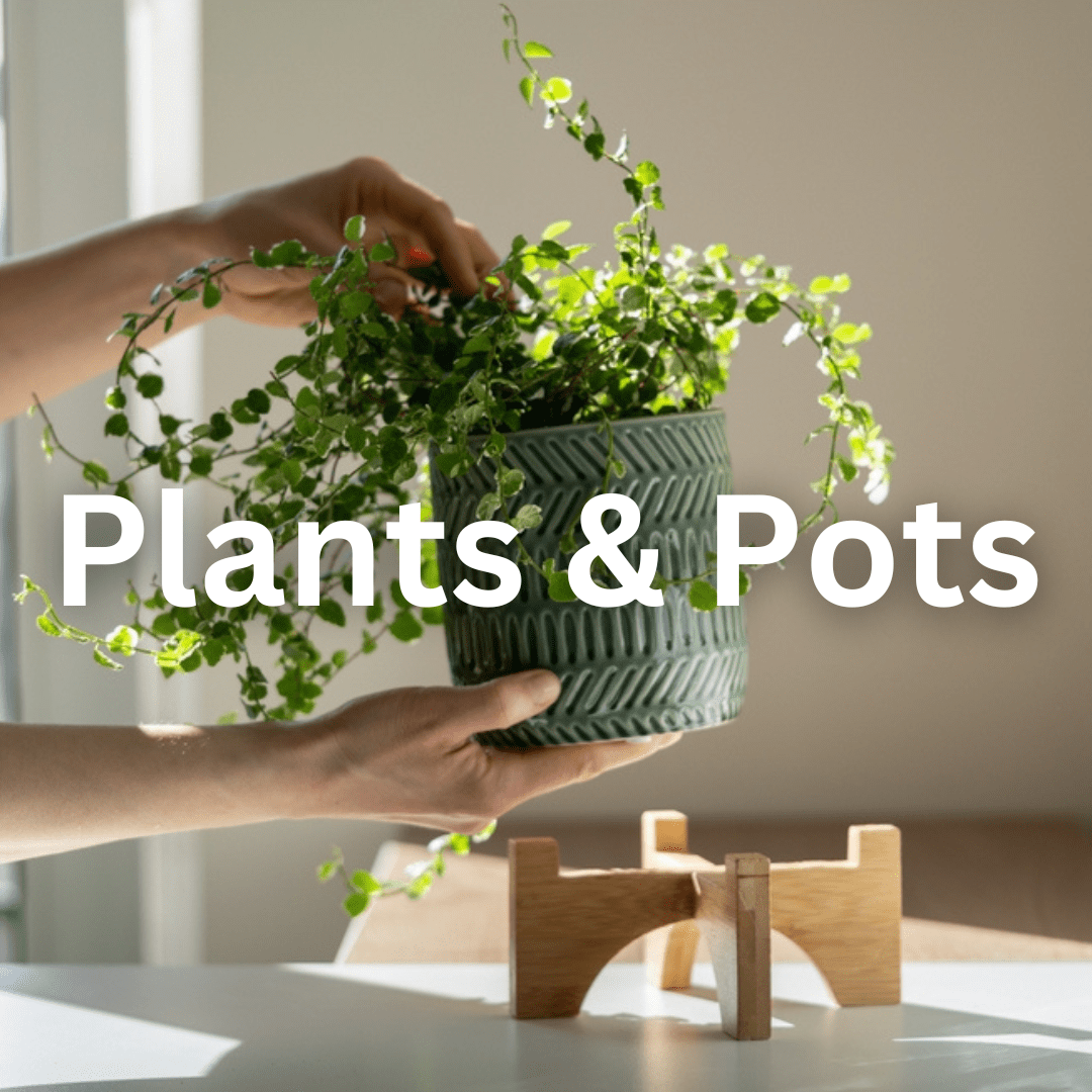 Plants and Pots - Innovativoom